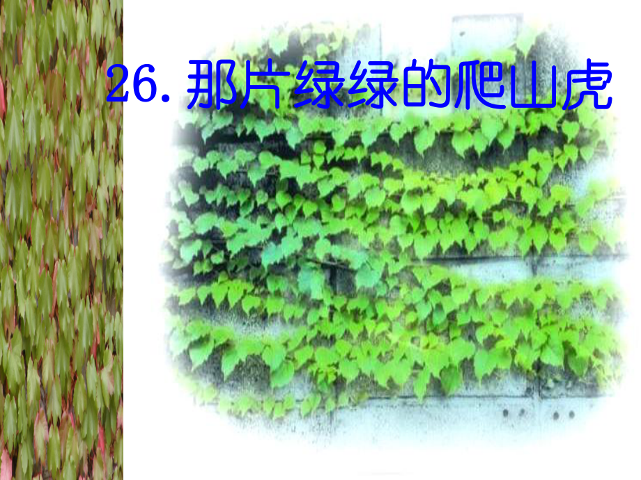 四年级语文那片绿绿的爬山虎2_第1页