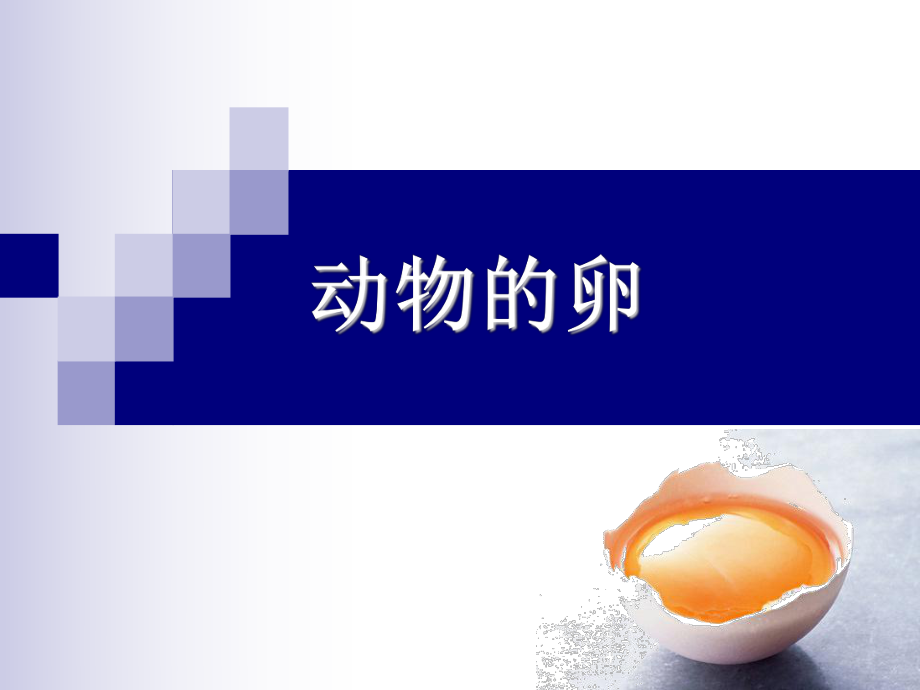 教科版小学科学四年级下册《动物的卵》ppt课件_第1页
