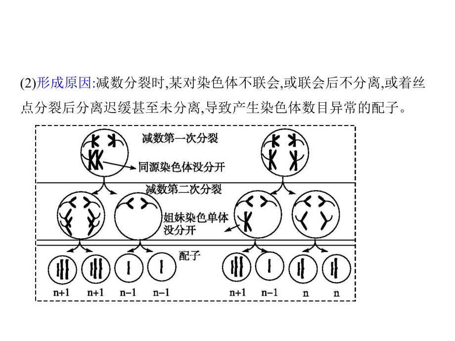 离迟缓甚至未分离,导致产生染色体数目异常的配子_第1页