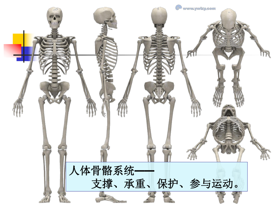 保护脊柱文档资料_第1页