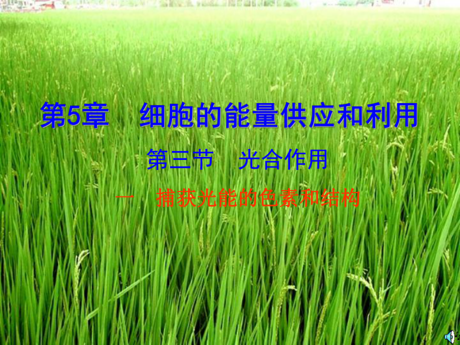 三节光合作用一捕获光能色素和结构_第1页