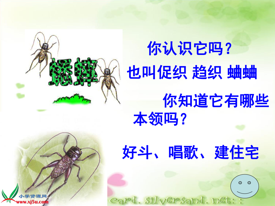 (人教新课标)四年级语文上册课件蟋蟀的住宅3_第1页