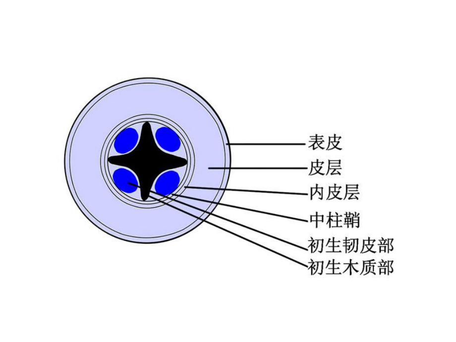 双子叶植物根的初生结构_第1页
