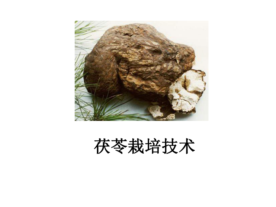 茯苓栽培技术课件_第1页