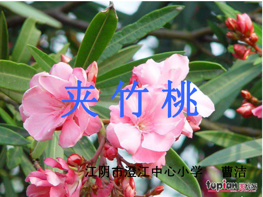 夹竹桃(第一课时)课件_第1页