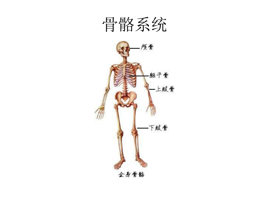 人体解剖学图谱ppt课件_第1页