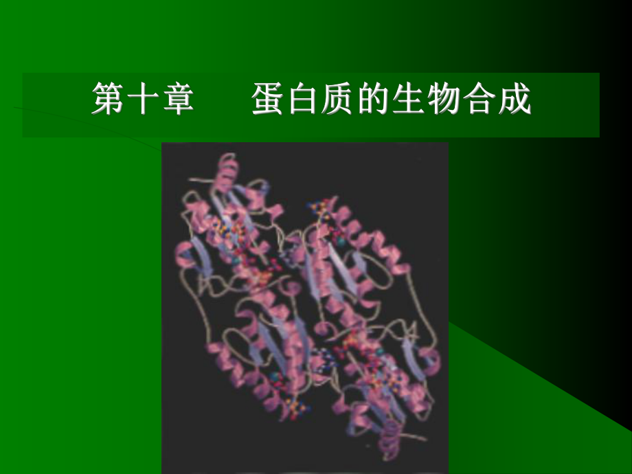 十章白质的生物合成_第1页
