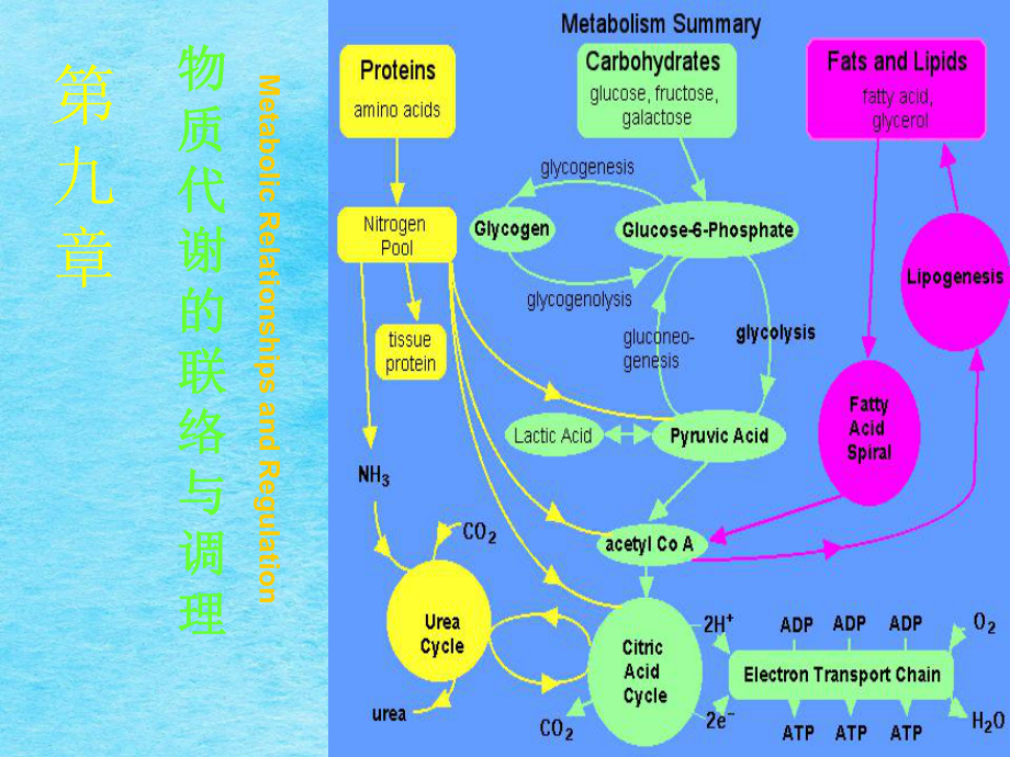 生化代谢调节ppt课件_第1页