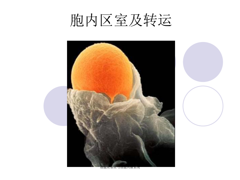 细胞质基质与细胞内膜系统课件_第1页