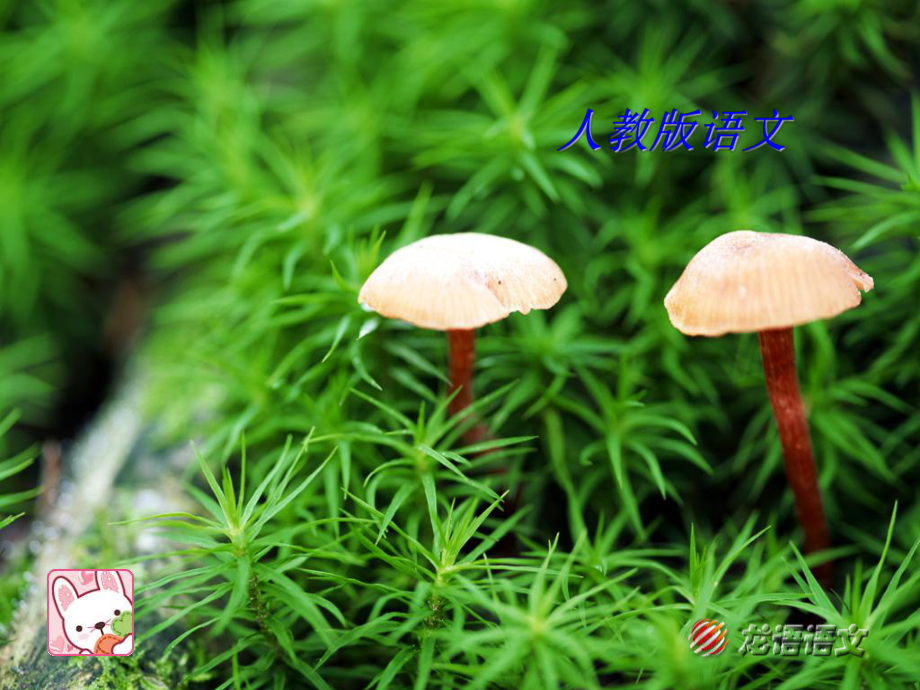 小壁虎借尾巴PPT_第1页