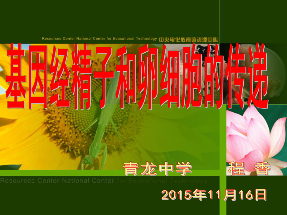 微课-基因经精子和卵细胞的传递_第1页