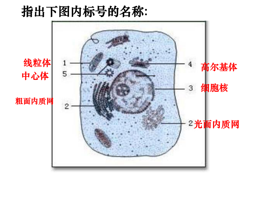 生物33细胞核系统的控制中心课件新人教版必修1_第1页