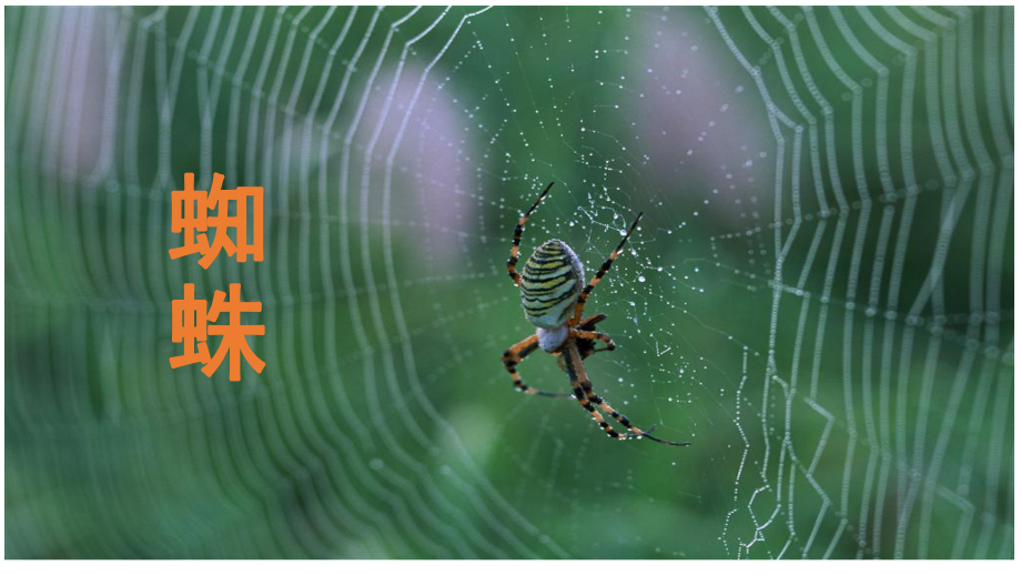 46岁少儿绘画美术课可爱的大蜘蛛课堂PPT_第1页