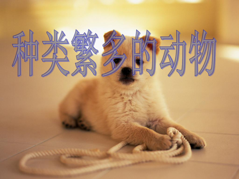 种类繁多的动物_第1页