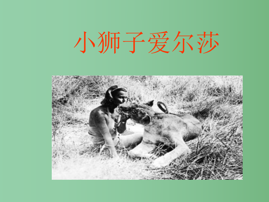 四年级语文下册 第7单元 28《小狮子爱尔莎》课件3 语文S版_第1页