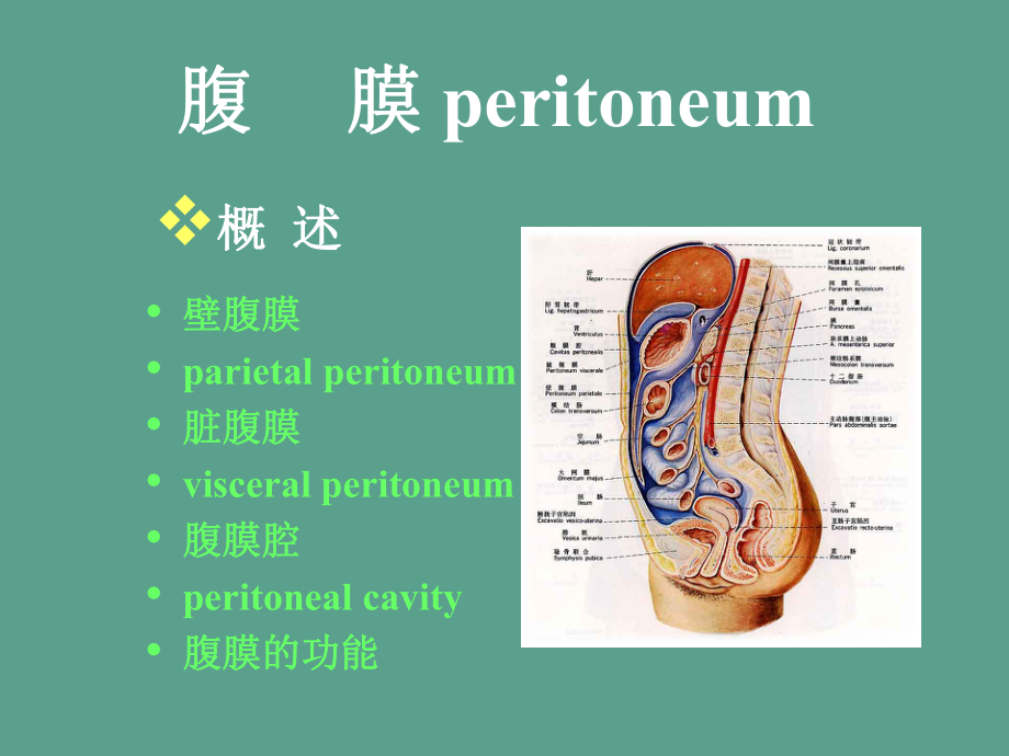 腹膜理论课修改ppt课件_第1页