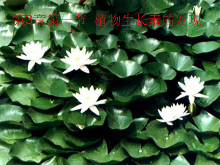 201x年高中生物3.1植物生长素的发现新人教版必修_第1页