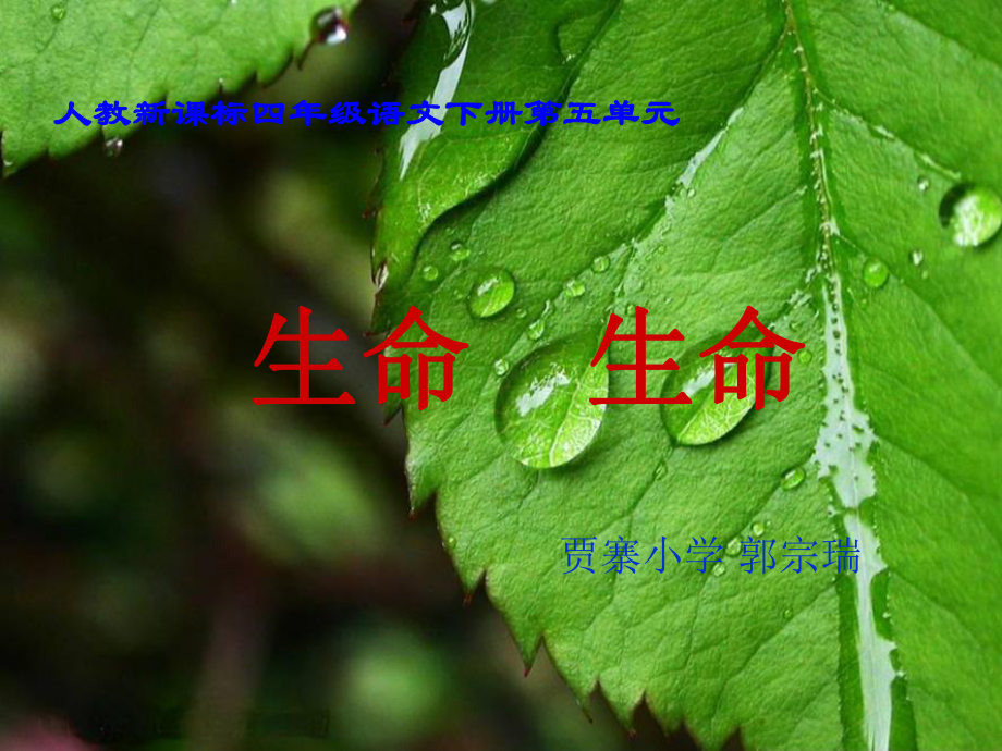 四年级语文上册生命生命5课件鲁教版课件_第1页