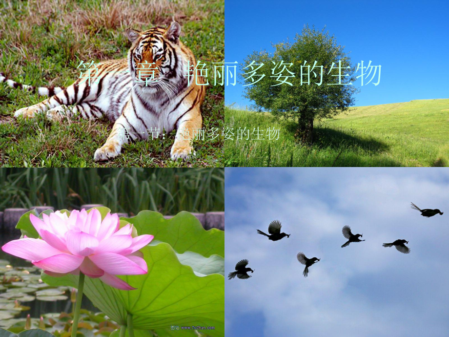 华师大版七年级上学期科学1.1艳丽多姿的生物2ppt课件_第1页