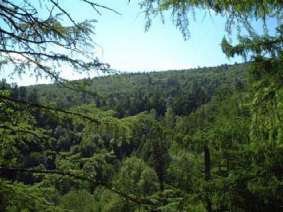 地下森林断想ppt概述_第1页