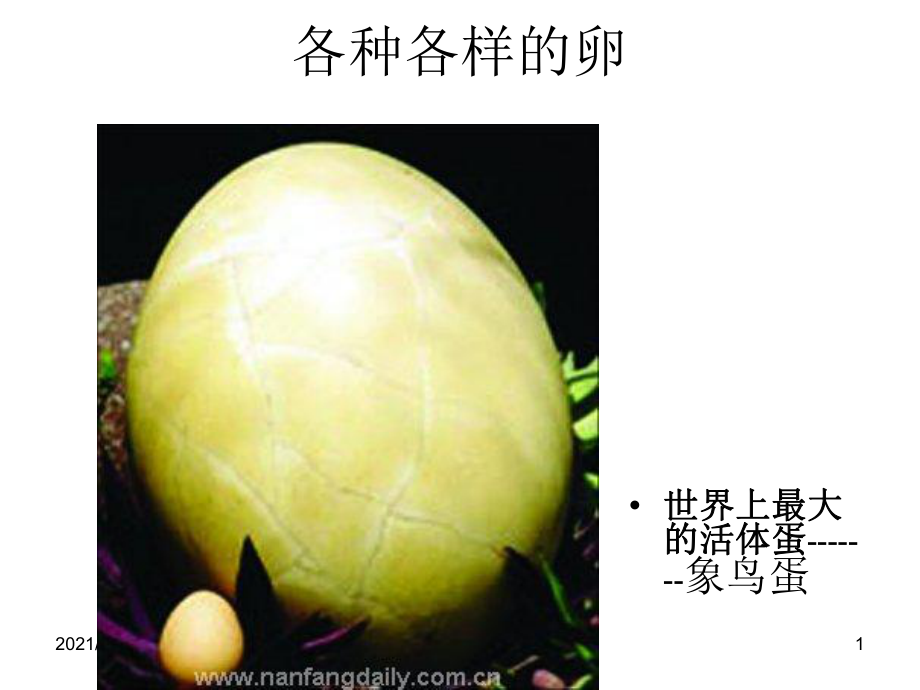 动物的卵文档资料_第1页