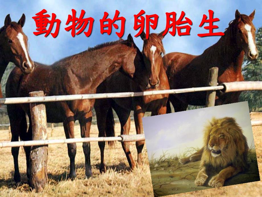 动物的卵胎生PPT课件_第1页